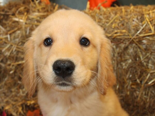 Golden Retriever DOG Female Golden 19109 Petland Dalton, Georgia