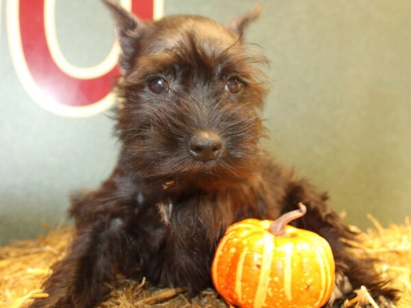 Miniature Schnauzer DOG Female Black 19105 Petland Dalton, Georgia