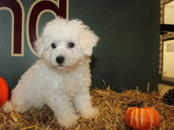 Bichon Frise DOG Male White 19104 Petland Dalton, Georgia