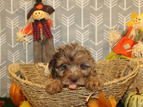 Yorkiepoo DOG Female CHOC MERLE 8602 Petland Dalton, Georgia