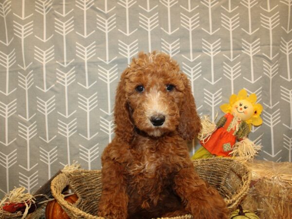 Goldendoodle DOG Female Red White 8599 Petland Dalton, Georgia