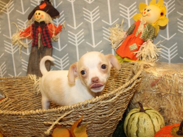 Chihuahua DOG Female Cream and White 19118 Petland Dalton, Georgia