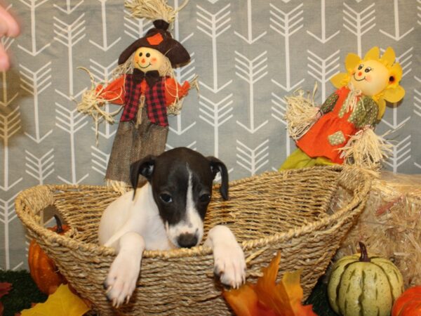 Italian Greyhound DOG Female White and Black 8640 Petland Dalton, Georgia