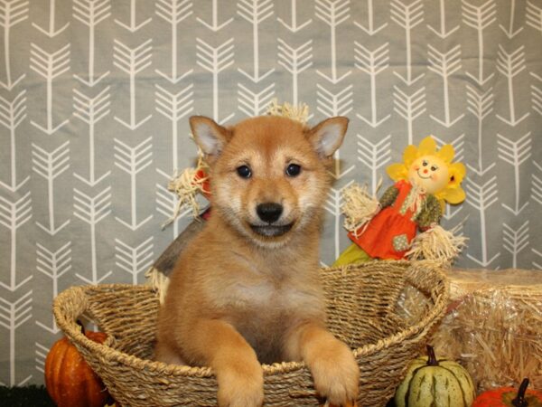 Shiba Inu DOG Male Red 19119 Petland Dalton, Georgia