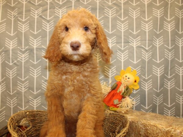 Goldendoodle DOG Female Cream 19117 Petland Dalton, Georgia