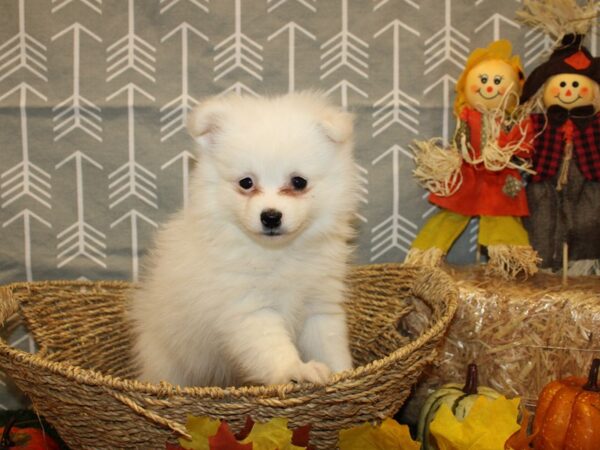 Pomeranian DOG Male SABLE WHITE 19136 Petland Dalton, Georgia