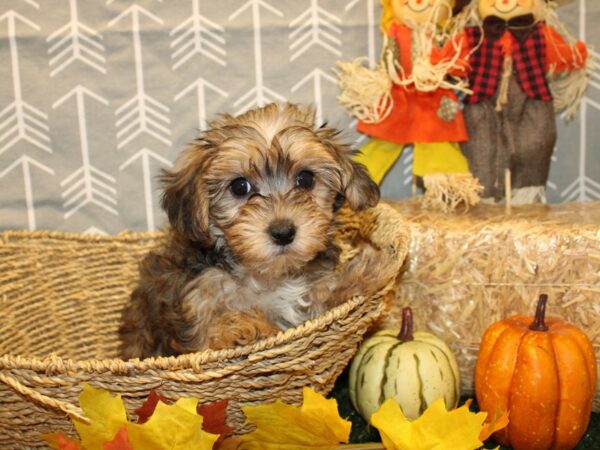 Yorkiepoo DOG Female BROWN WH 19128 Petland Dalton, Georgia