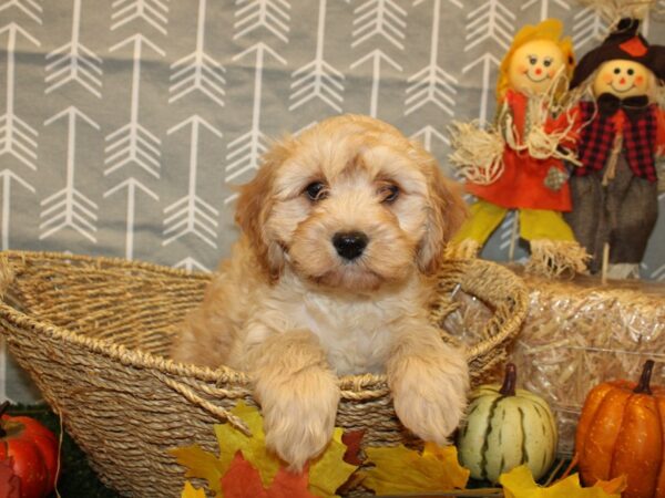 Cavachon DOG Male RUBY 19129 Petland Dalton, Georgia