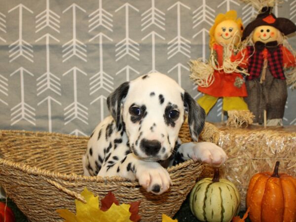 Dalmatian DOG Female blk & wh 19140 Petland Dalton, Georgia