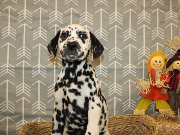 Dalmatian-DOG-Male-blk & wh-19139-Petland Dalton, Georgia