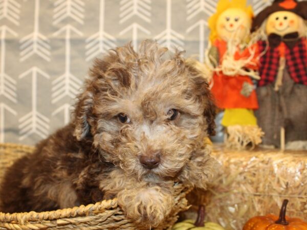 Miniature Poodle DOG Male CHOC MERLE 19132 Petland Dalton, Georgia