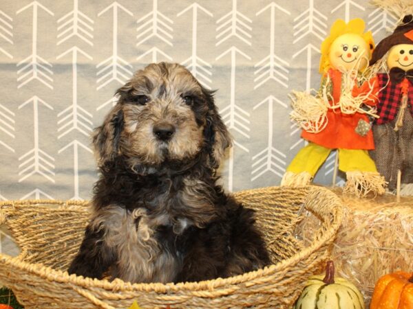 F2 MINI GOLDENDOODLE DOG Female Blue Merle 19127 Petland Dalton, Georgia