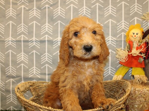 F2 MINI GOLDENDOODLE DOG Male Dark Red 19125 Petland Dalton, Georgia