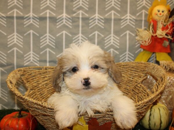 Shih Poo-DOG-Male-brown white-8606-Petland Dalton, Georgia