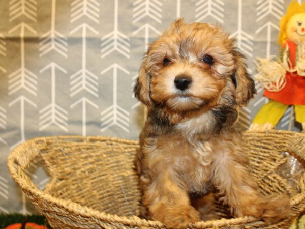 Yorkie Poo DOG Female BROWN WH 8607 Petland Dalton, Georgia