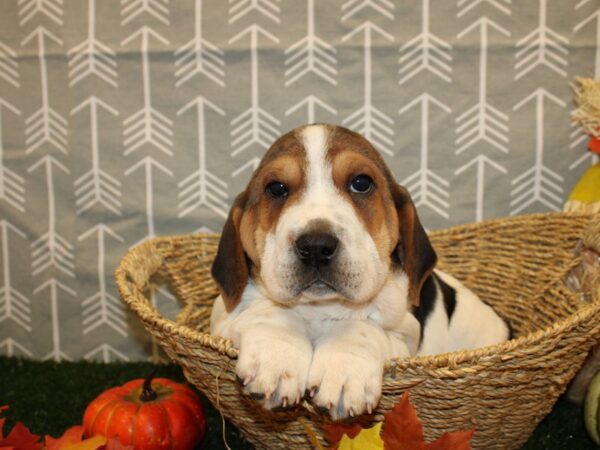 Walrus-DOG-Male-Brown White-8605-Petland Dalton, Georgia