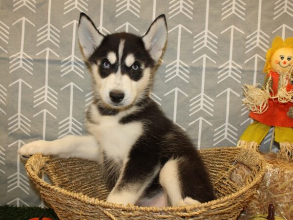 Siberian Husky DOG Male Black & White 8604 Petland Dalton, Georgia