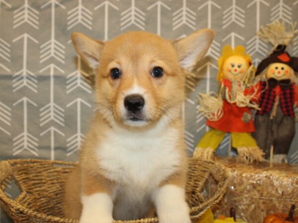 Pembroke Welsh Corgi DOG Female Sable 19135 Petland Dalton, Georgia