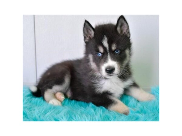 Siberian Husky DOG Male Black / White 19141 Petland Dalton, Georgia