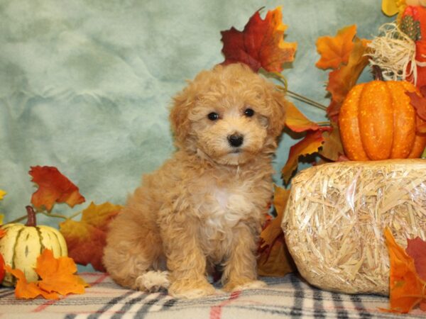 Bichapoo DOG Female RED 8613 Petland Dalton, Georgia