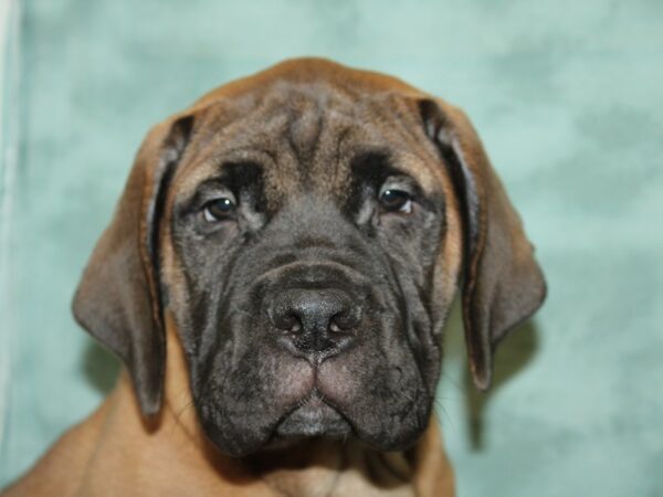 Bullmastiff DOG Female Fawn 8609 Petland Dalton, Georgia