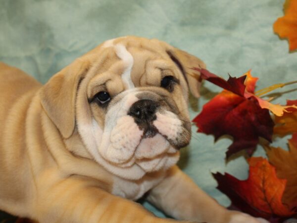 English Bulldog DOG Male Fawn and White 19143 Petland Dalton, Georgia