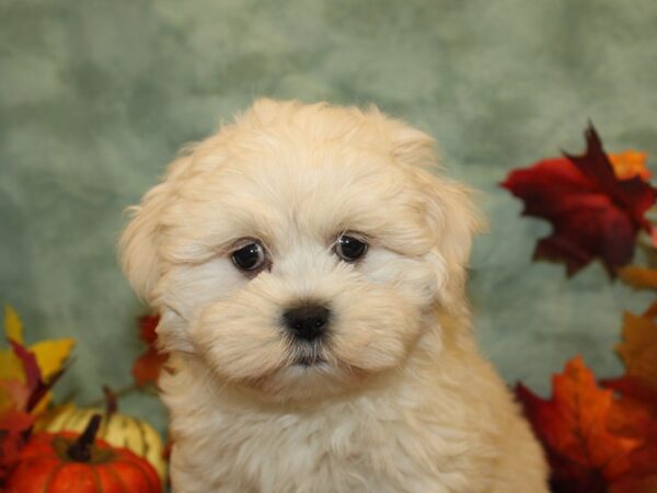 Lhasa Apso-DOG-Male-CREAM WH-19148-Petland Dalton, Georgia