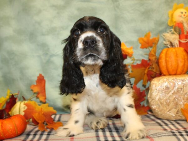 Cocker Spaniel DOG Male Black and White 19145 Petland Dalton, Georgia