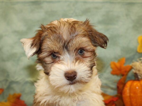 Havanese DOG Male BROWN WHITE 19149 Petland Dalton, Georgia