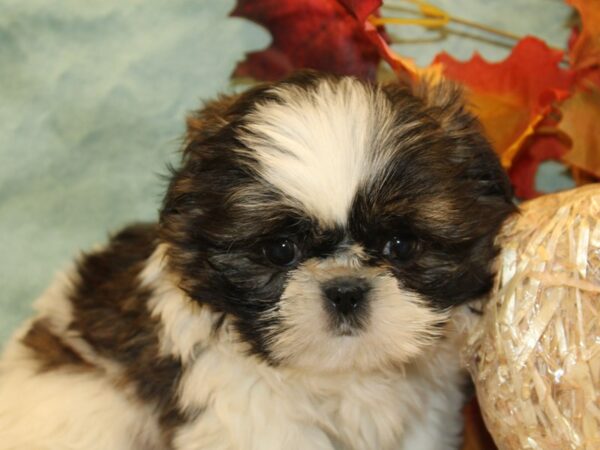 Shih Tzu DOG Female BROWN WH 19147 Petland Dalton, Georgia