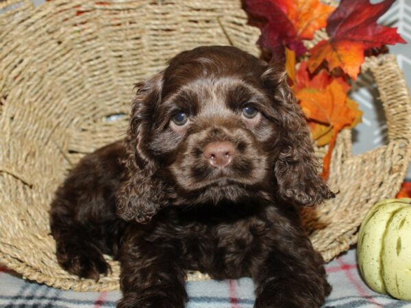 Cocker Spaniel DOG Female CHOC 19159 Petland Dalton, Georgia