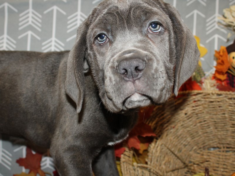 Cane corso best sale gray puppy