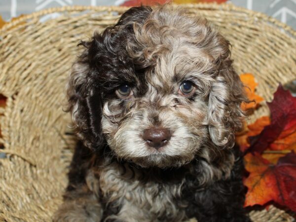 Cockapoo-DOG-Female-CHOC MERLE-8619-Petland Dalton, Georgia