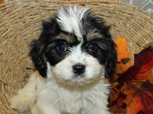 Cavachon DOG Female tri 8618 Petland Dalton, Georgia