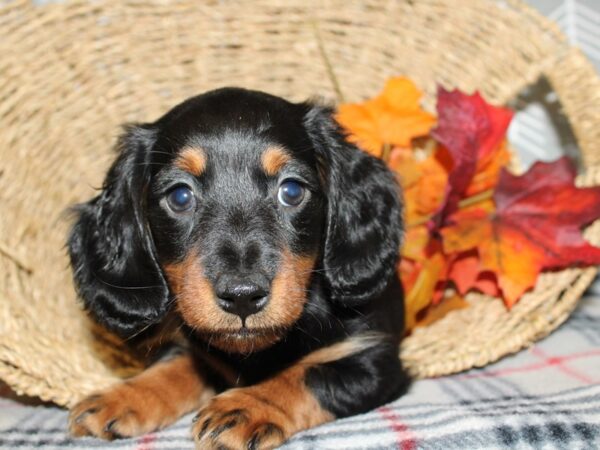 Dachshund DOG Male BLK TAN 8617 Petland Dalton, Georgia