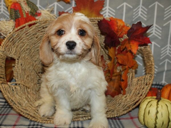 Cava Chon DOG Male BLENHIEM 19157 Petland Dalton, Georgia