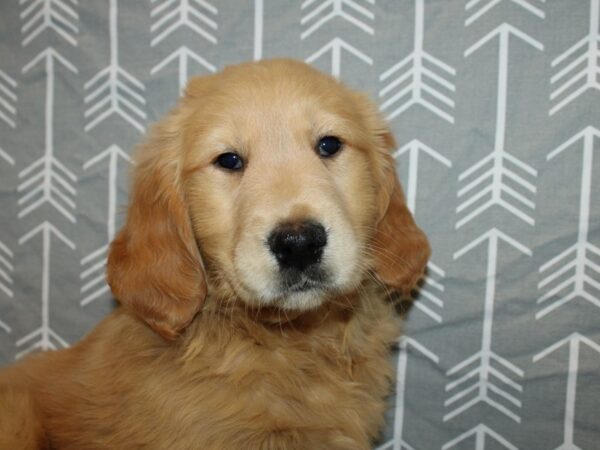 Golden Retriever DOG Female Golden 19155 Petland Dalton, Georgia