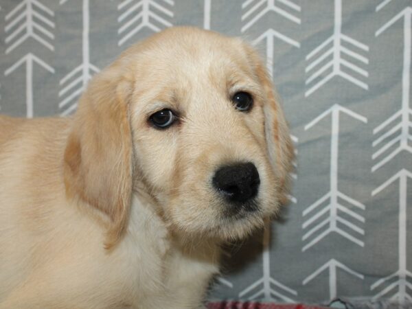 Labradoodle-DOG-Female-Yellow-19154-Petland Dalton, Georgia