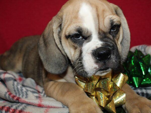 Bulldog/Bulldog-Beagle-DOG-Female-Fawn Sable-8625-Petland Dalton, Georgia