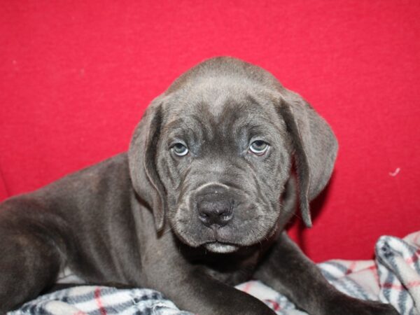 Cane Corso DOG Male Blue Brindle 8621 Petland Dalton, Georgia