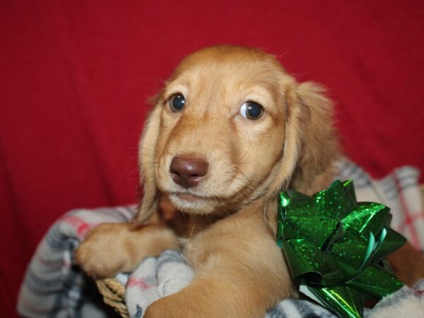 Dachshund DOG Female Cream 8622 Petland Dalton, Georgia