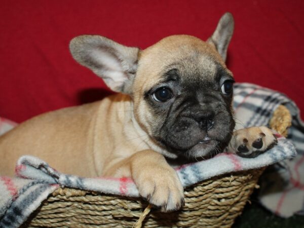 French Bulldog DOG Female Fawn 8624 Petland Dalton, Georgia