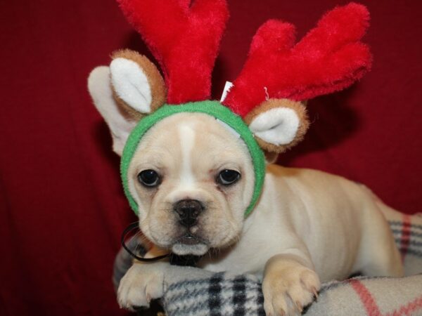 French Bulldog DOG Female Cream 19162 Petland Dalton, Georgia