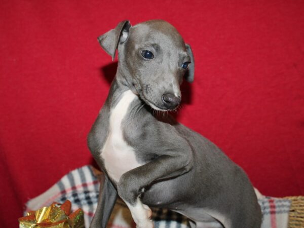 Italian Greyhound DOG Male Blue 19163 Petland Dalton, Georgia