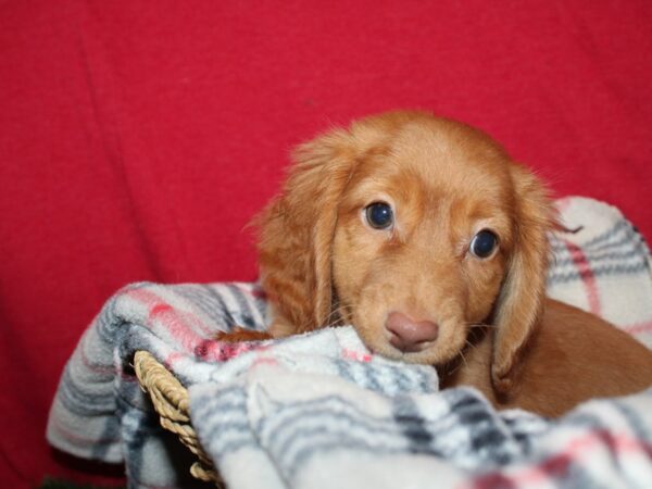 Dachshund DOG Male Red 19161 Petland Dalton, Georgia