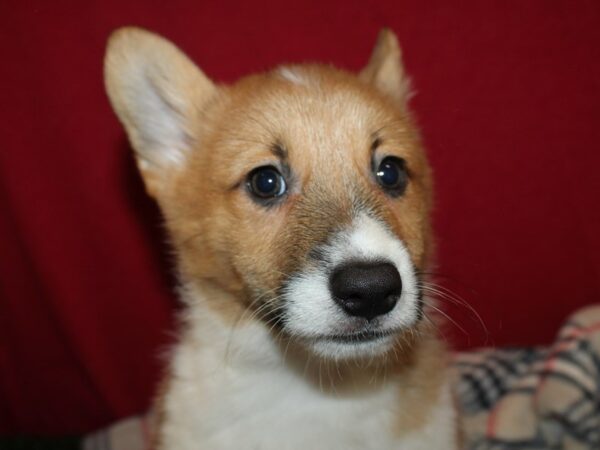 Pembroke Welsh Corgi DOG Male Red / White 19164 Petland Dalton, Georgia