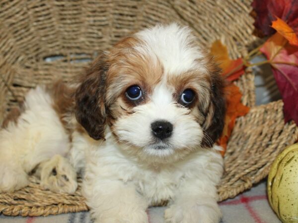 Cavachon DOG Female BLENHEIM 19158 Petland Dalton, Georgia