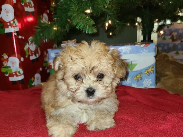 Morkie-DOG-Male-BEIGE-8629-Petland Dalton, Georgia