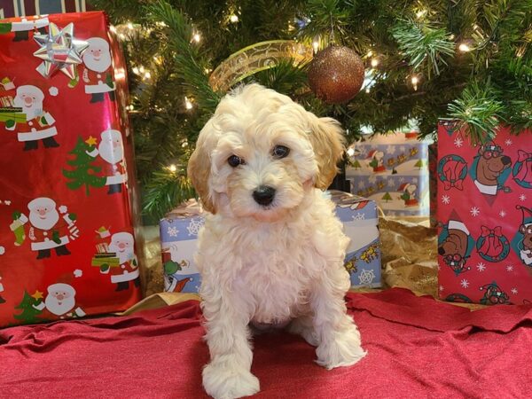 Cockadoodle-DOG-Female-LIGHT RED-8630-Petland Dalton, Georgia