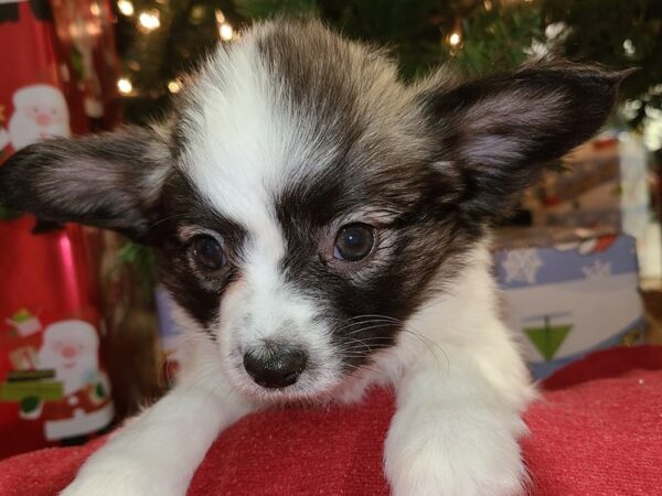 Papillon DOG Male sable wh 8631 Petland Dalton, Georgia